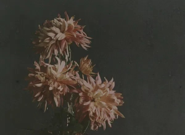 Les Heures Caillées